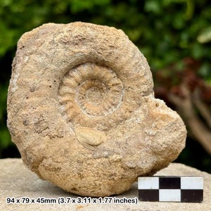 May include: A fossilized ammonite with a spiral shell pattern, in shades of tan and beige. The fossil measures 3.7 x 3.11 x 1.77 inches. The image includes the dimensions of the fossil.