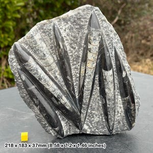 Fossil orthoceras slab in black marble slab worldwide fossils genuine