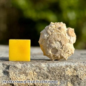 Cidoris echinoid fossil sea urchin – rare prehistoric marine fossil – natural history specimen – authentic fossil with certificate