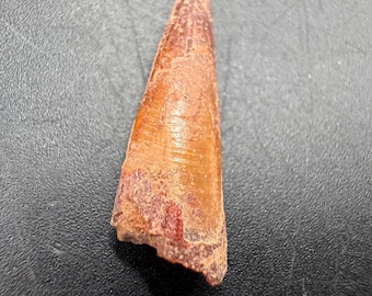 Authentic spinosaurus tooth fossil from morocco | cretaceous dinosaur tooth | real fossil with certificate