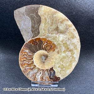 研磨されたアンモナイトの化石、本物のコレクター向け、認定済み