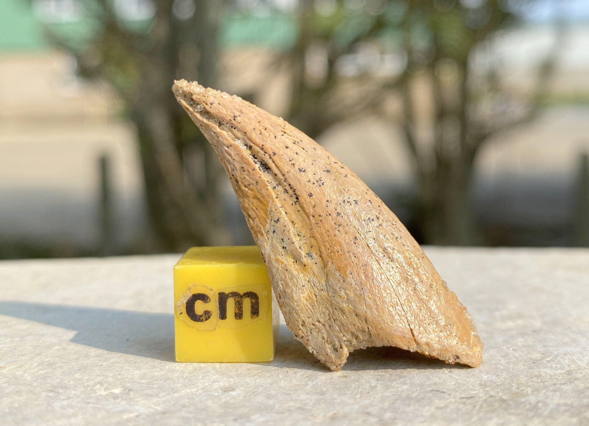 Raptor Claw for sale | Only 3 left at -65%