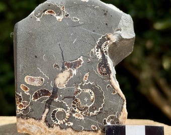 プロミクロセラスアンモナイト化石板 - 研磨されたマーストン大理石