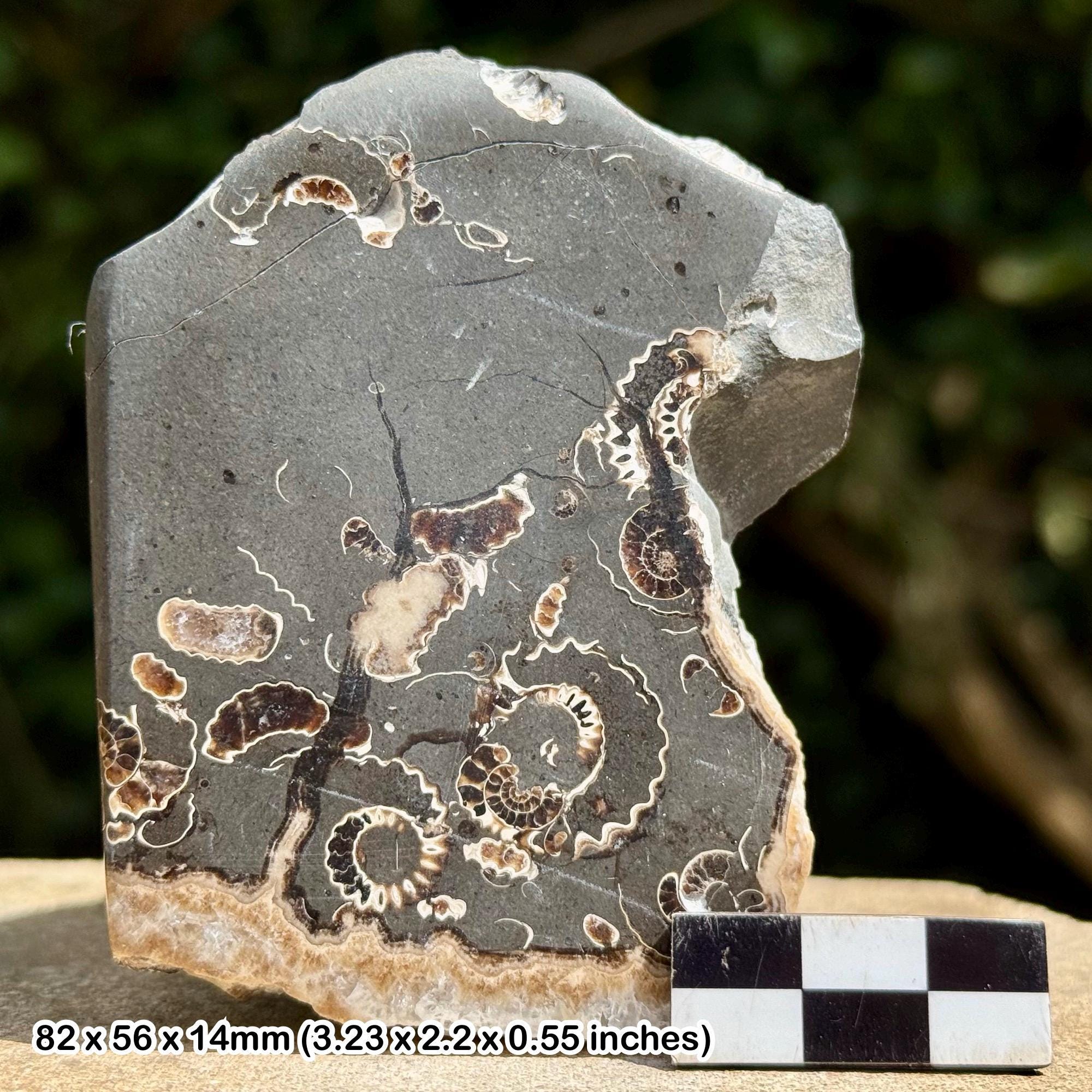 プロミクロセラスアンモナイト化石板 - 研磨されたマーストン大理石