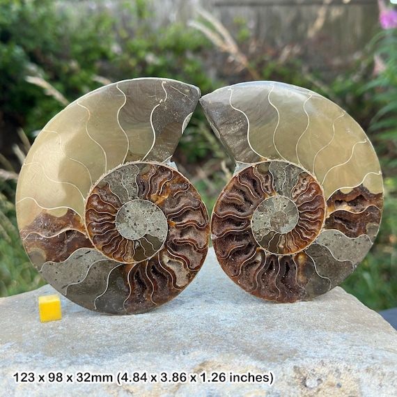 アンモナイト化石ハーフカットペアマダガスカル