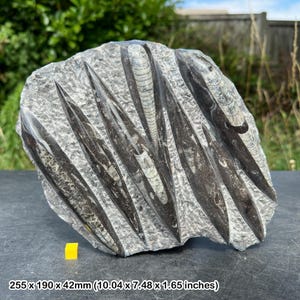Fossilized orthoceras fossil in black marble slab - genuine specimen from devonian morocco - certificated