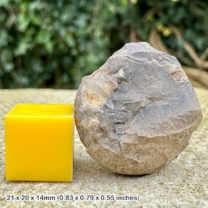 Unique cretaceous fossil sponge from beddington, uk - certified authentic with coa