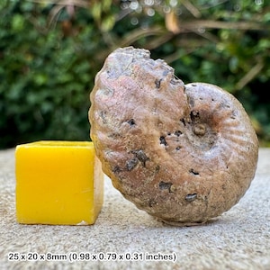 Anahoplites planus fossil ammonite cretaceous folkestone uk | gault clay middle albian genuine specimen with certificate
