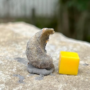 Fossilised exogyra bivalve, usa, cretaceous, genuine