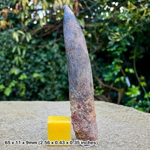 Rebbachisaurus dinosaur tooth fossil | cretaceous kem kem morocco | genuine w/ coa