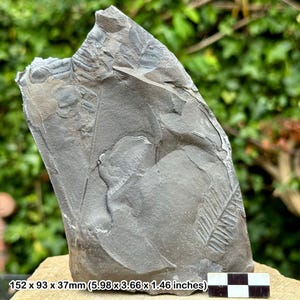 Fossil fern – alethopteris serlii – carboniferous plant – uk coal measures – genuine radstock specimen with certificate