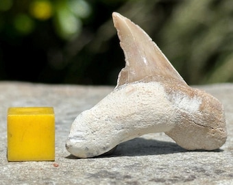 Otodus obliquus shark tooth fossil – genuine eocene tooth from morocco – fossilised predator tooth with certificate – ancient marine fossil