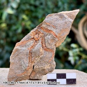 Estrellas frágiles fósiles (ophiura) - valle del Draa, Ordovícico, Marruecos - ejemplar auténtico con coa
