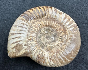 マンテリセラス アンモナイト化石 白亜紀 モロッコ 本物標本 COA 付き