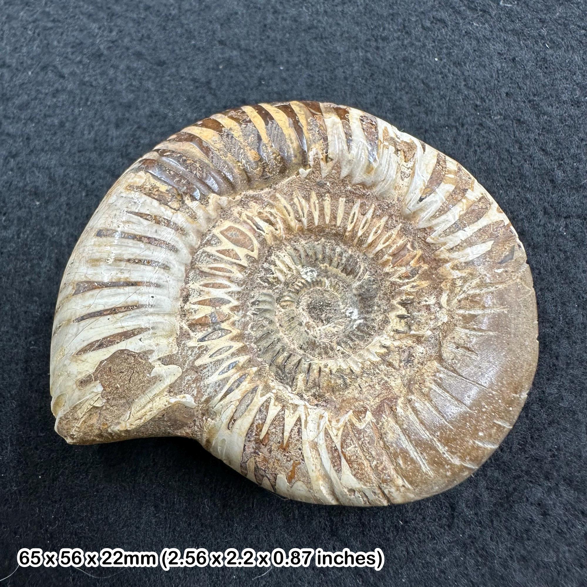 ペリスフィンクテスアンモナイト化石 – マダガスカル、トゥレアール産