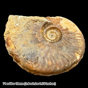 May include: A fossilized ammonite specimen featuring a spiral shell with brown and tan tones, partially embedded in a rough, textured beige rock matrix. The fossil measures 2.8 by 2.2 by 0.75 inches, displaying intricate ridges and a central coil.