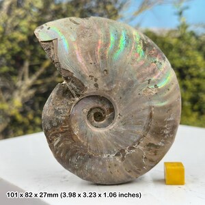 銀/灰色のアンモナイトの化石 – マダガスカル産の虹色の全標本 – 白