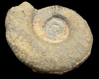 Planisphinctes planorbis, fossile di ammonite, Batoniano inferiore, Normandia, Francia