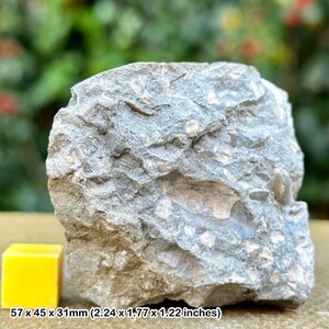 Fossil crinoid and shell block, thorncombe beacon, jurassic coast, dorset certificated