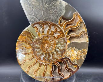 May include: A polished ammonite fossil specimen featuring intricate, swirling chambers in shades of amber, brown, and grey. The fossil measures 250 by 211 by 23 mm and is displayed on a clear acrylic stand, showcasing its natural spiral structure.