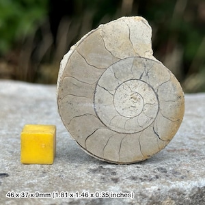 Sliced & polished limestone ammonite fossil – jurassic marine cephalopod – somerset, uk – 100% genuine with certificate