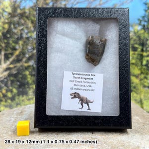 Authentic tyrannosaurus rex tooth (partial) – dinosaur fossil – hell creek formation – cretaceous – montana, usa – coa included