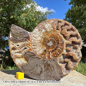 美しい化石アンモナイト、マダガスカルジュラ紀、本物、認定済み