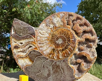 Cleoniceras ammonite fossil half – genuine cretaceous polished fossil from madagascar – colourful chambered shell