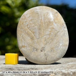 Sand dollar echinoid [encope californicus] fossil, mexico pliocene, genuine, certified