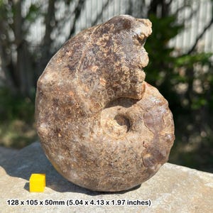 Riesiges Fossil, Ammonit Mamites nodosoides - Kreidezeit Marokko