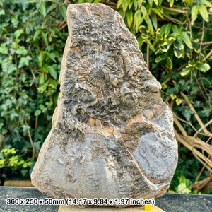 Unique sea-life encrusted ammonite fossil section with worm tubes - jurassic coast, dorset - coa