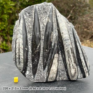Fossil orthoceras slab in black marble slab worldwide fossils genuine