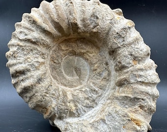 モロッコで発見された白亜紀のマンテリセラスアンモナイト化石標本