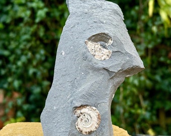 Genuine psiloceras planorbis ammonite fossil with stand - jurassic blue lias, somerset, uk - coa included