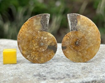 Cretaceous ammonite fossil pair – polished halves from madagascar – genuine marine cephalopod with certificate