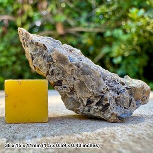 Rare fossil reptile bone - aust cliff uk - westbury formation - upper triassic - genuine specimen with coa
