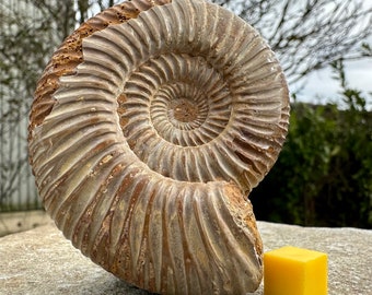 Perisphinctes fossil ammonite - jurassic period, madagascar