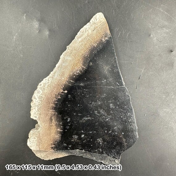 研磨されたヤシの木の化石化した木片 - インドネシア産中新世の化石 