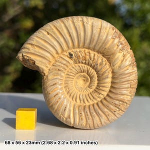 ジュラ紀の牡蠣化石群、フロムクレイ、ドーセット、イギリス、COA付き