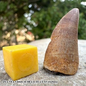 Mosasaur tooth fossil – authentic cretaceous marine reptile tooth from morocco – with certificate of authenticity