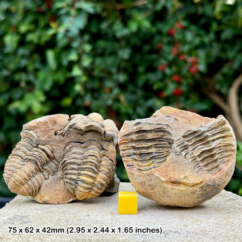 Diacalymene Moroccan Trilobite Ordovician 3.16 Inches FTR00062 - Western Sage Studios