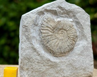 Rare pseudohaploceras liptoviense ammonite fossil from barremian cretaceous gap france authentic specimen