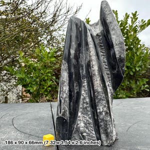 Orthoceras fossil statue in black marble, authentic display, morocco devonian, certified