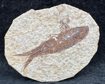 Fish fossil - eocene period, united states