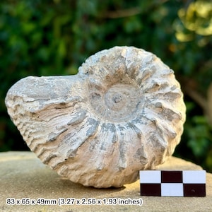 Liparoceras cheltiense ammonite fossil - lower pliensbachian, jurassic, blockley, gloucestershire, uk | 100% genuine specimen + coa