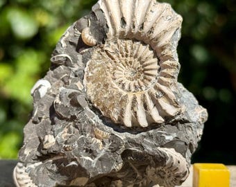 プレウロケラス・スピナタム アンモナイト群化石 – ジュラ紀、ドイツ