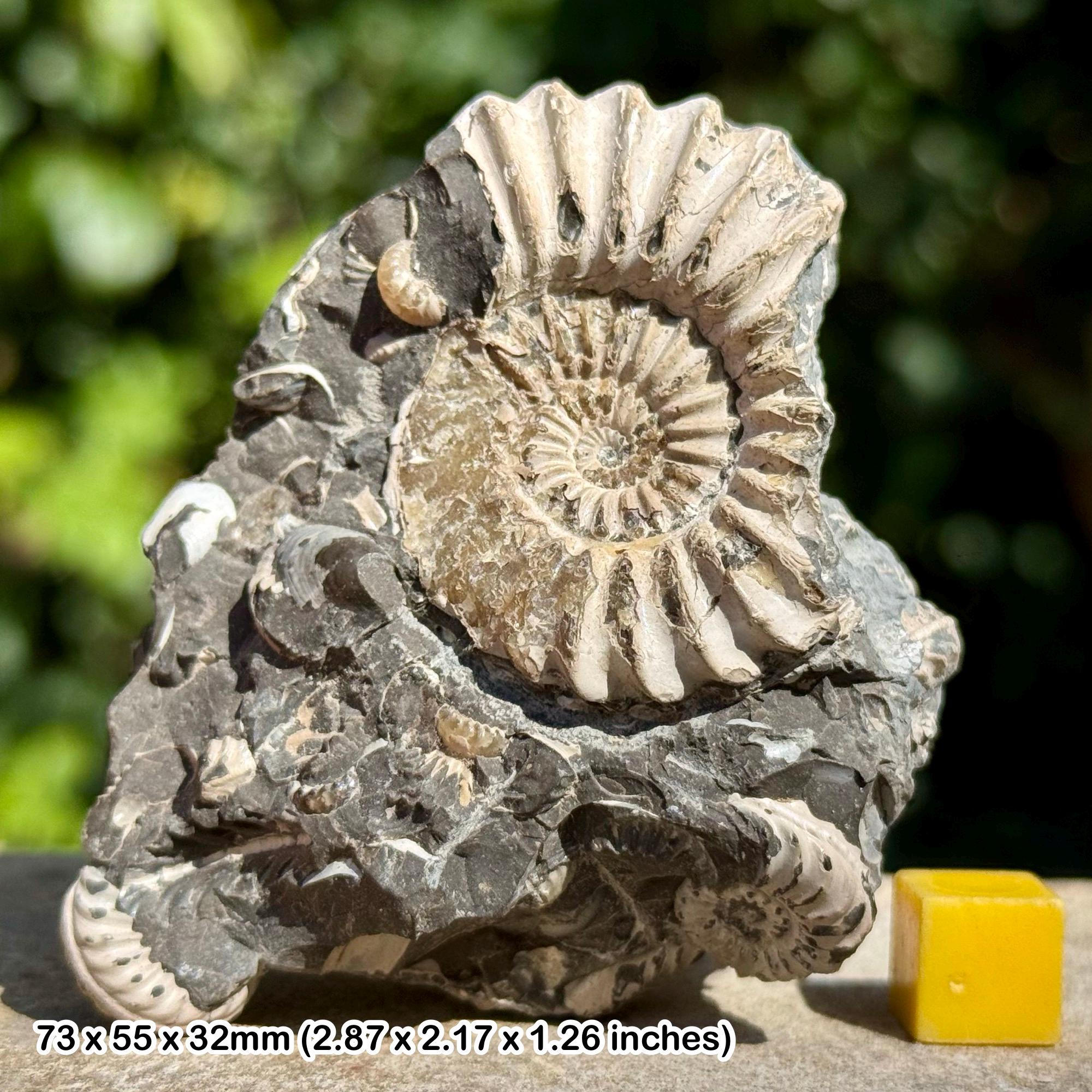 プレウロケラス・スピナタム アンモナイト群化石 – ジュラ紀、ドイツ