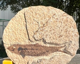 Knightia Alta Fish Fossil in Matrix Eocene Genuine Specimen USA
