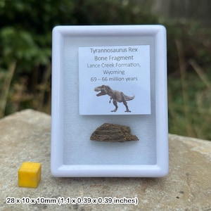 Tyrannosaurus rex fossil bone fragment - hell creek formation - cretaceous - montana usa - genuine specimen