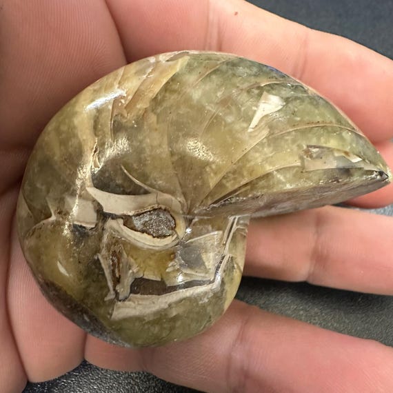 研磨されたオウムガイの化石 - マダガスカル白亜紀、本物、認定済み